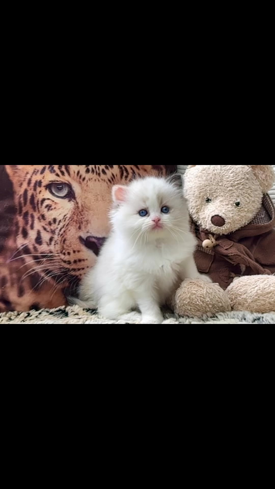 @My Epic Ragdoll