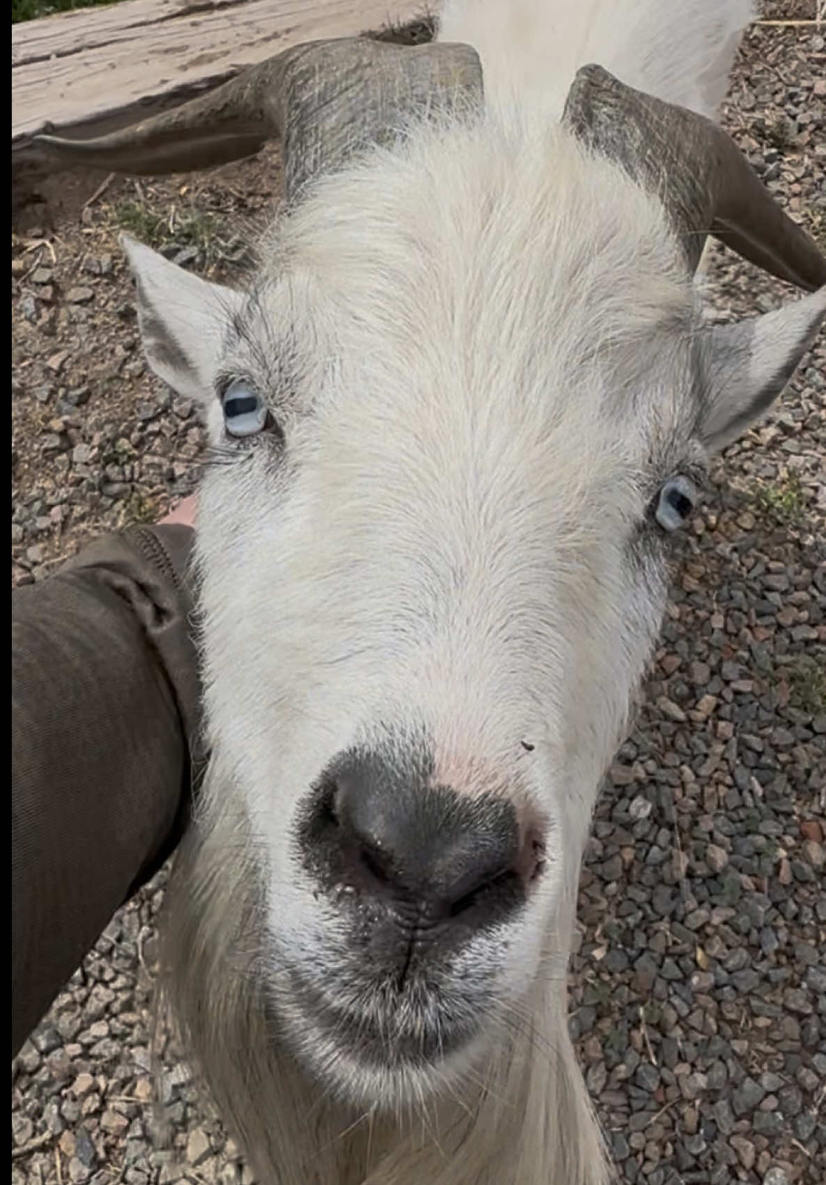 @SweetBeesFarms