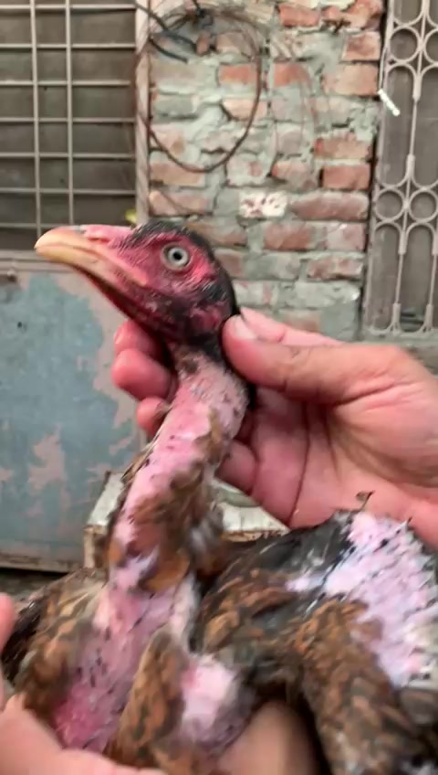 @Hafiz.aseel vilog