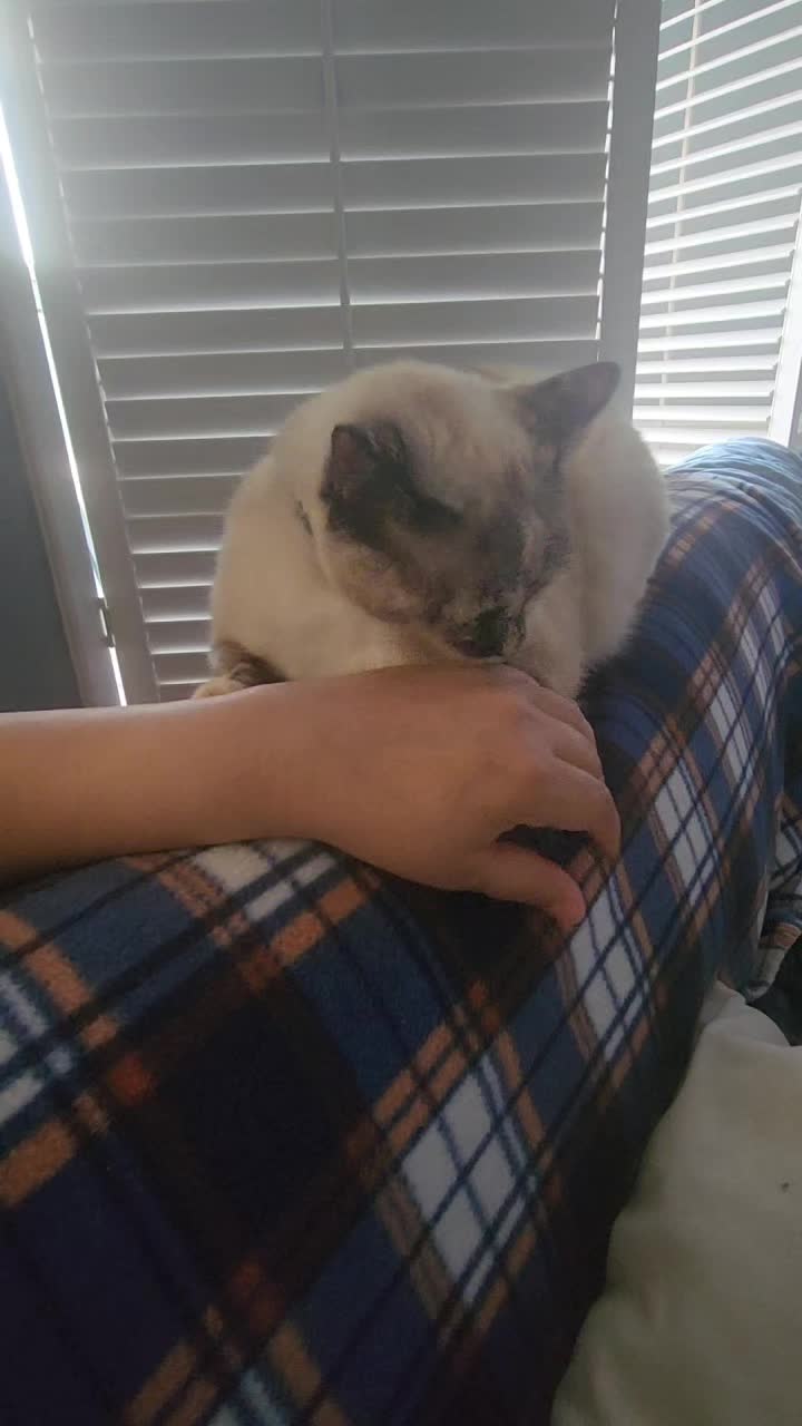 @crazycatcrew