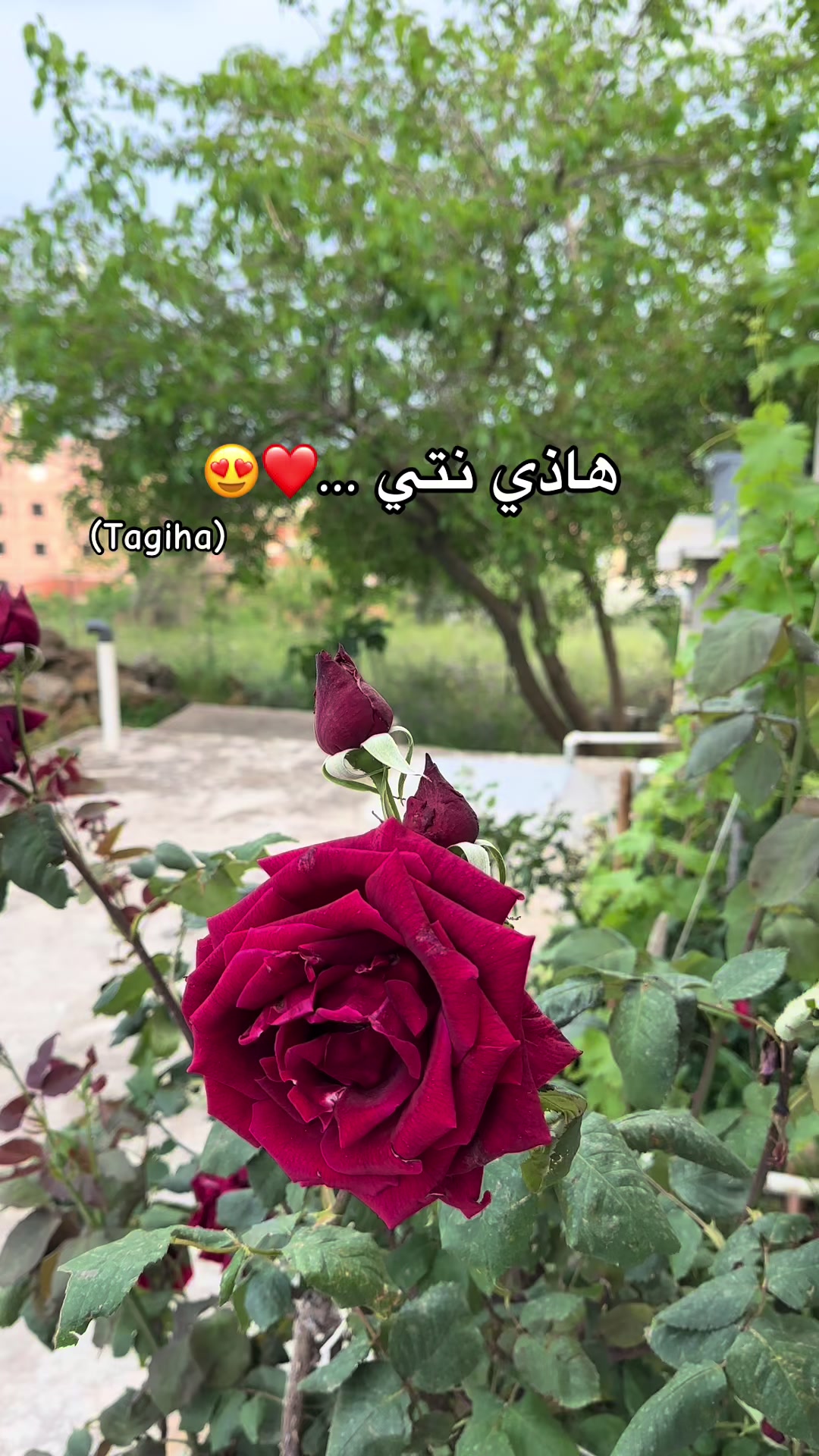 @Younes26๐ธโค๏ธ