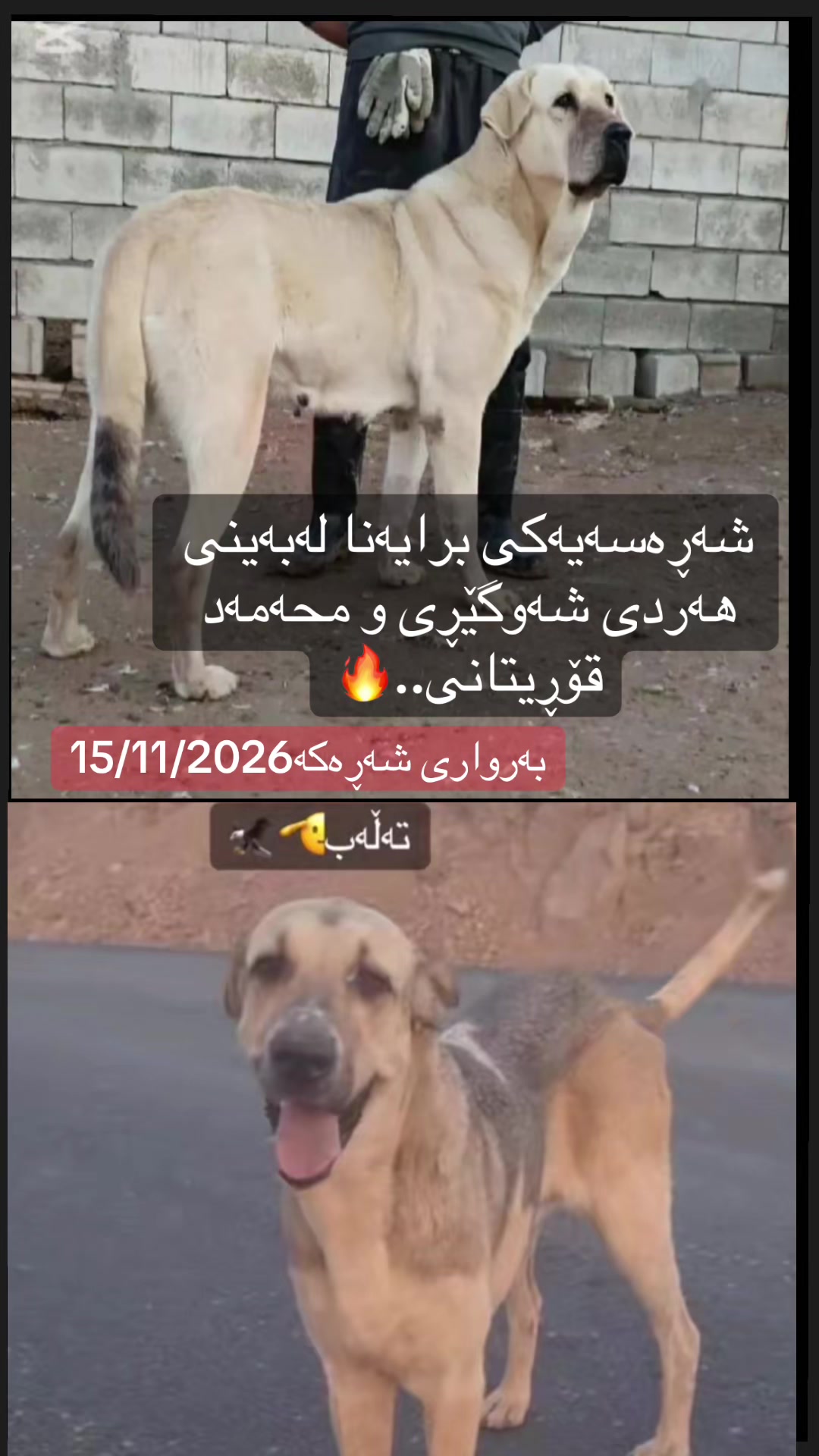 @شێرەکانمــ🦅