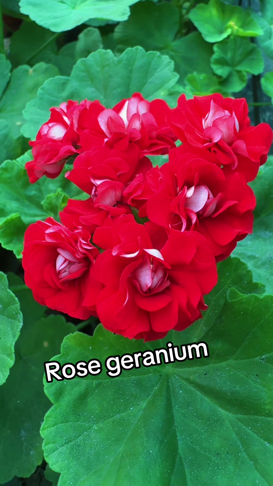 @Nirvan Nursery