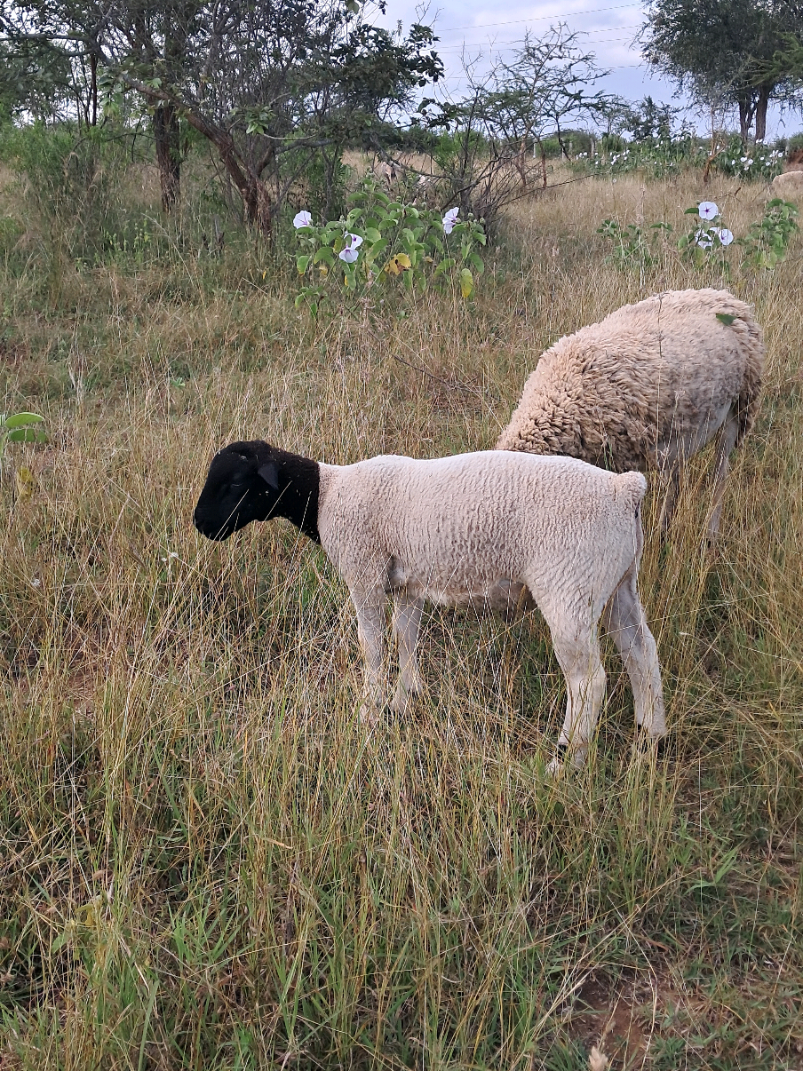 @DorperfarmsKE