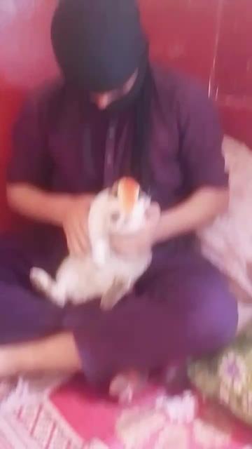 @Rashidkhan302
