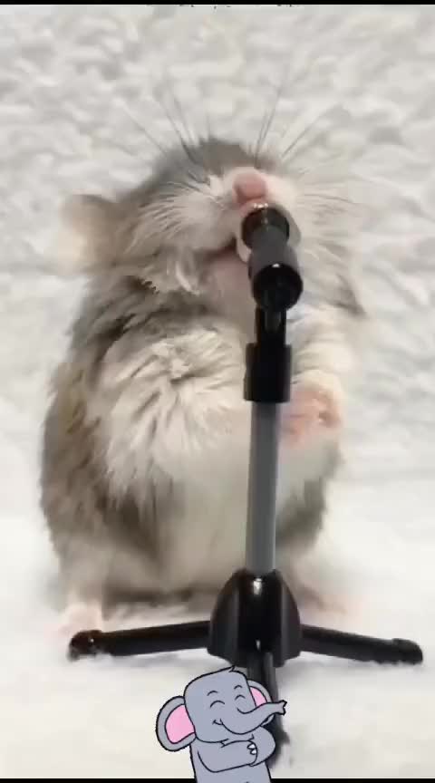 @chapischapis