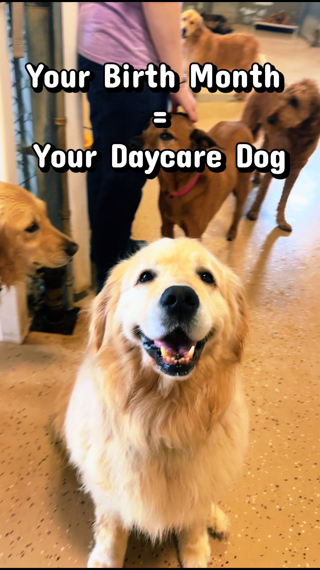 @Canine College