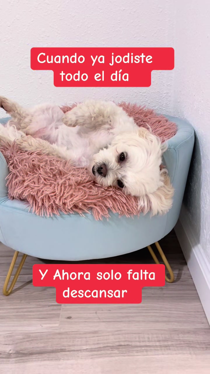 @AZUL🐶🥰