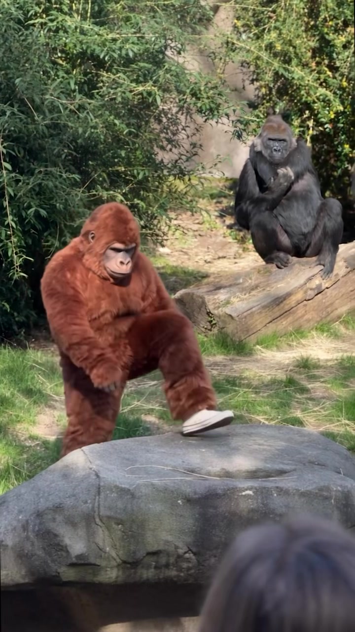 @Gorilla School 🦍