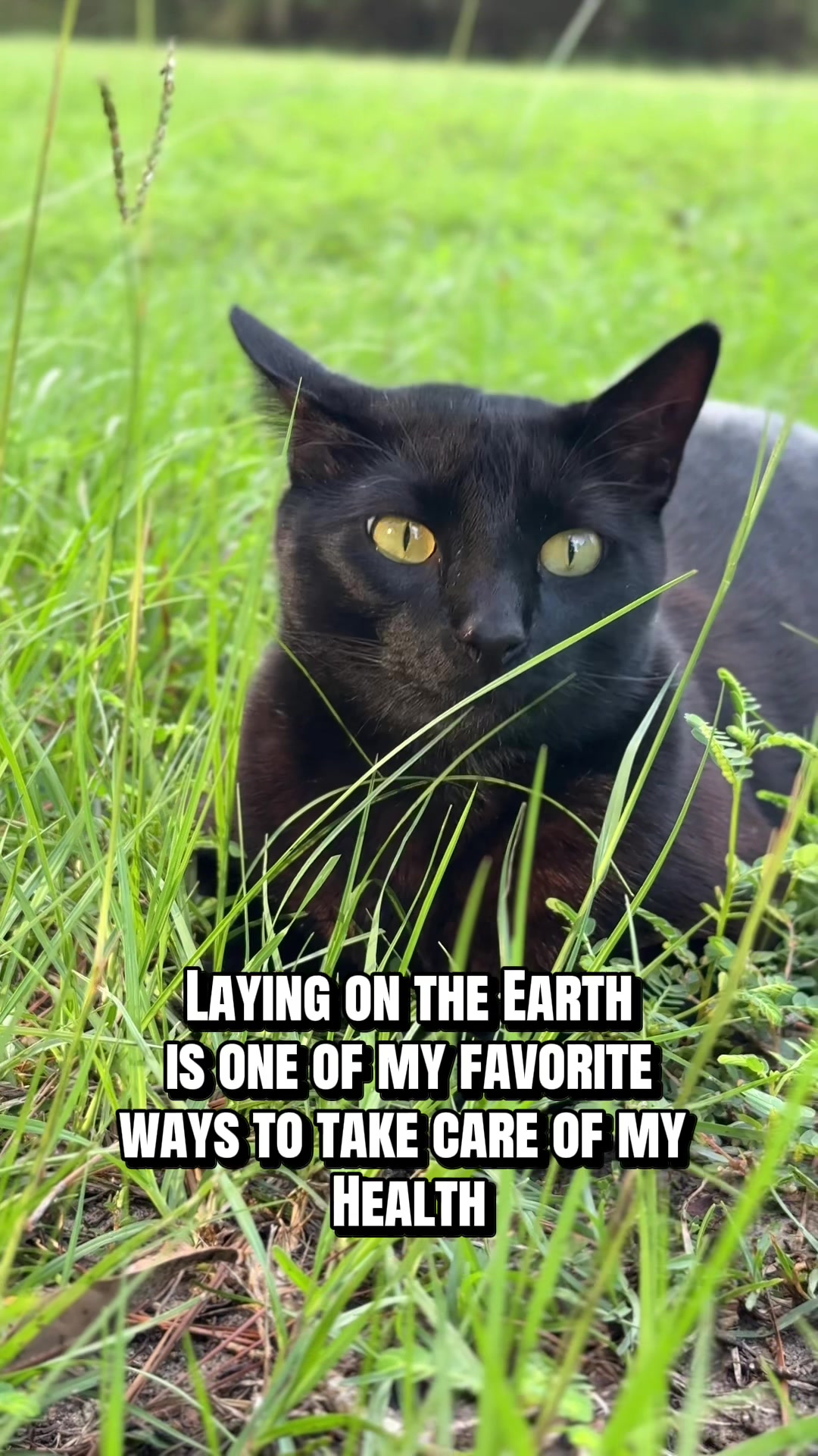 @Shiva The Forest Cat