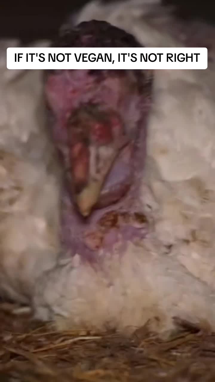 @veganssave