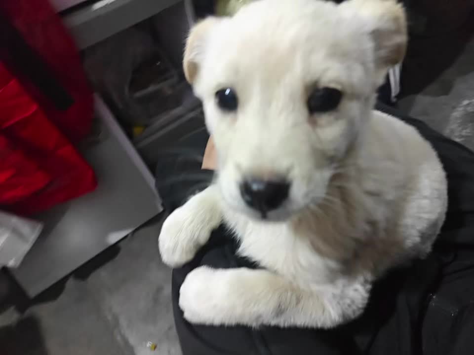 @Pet World Hub