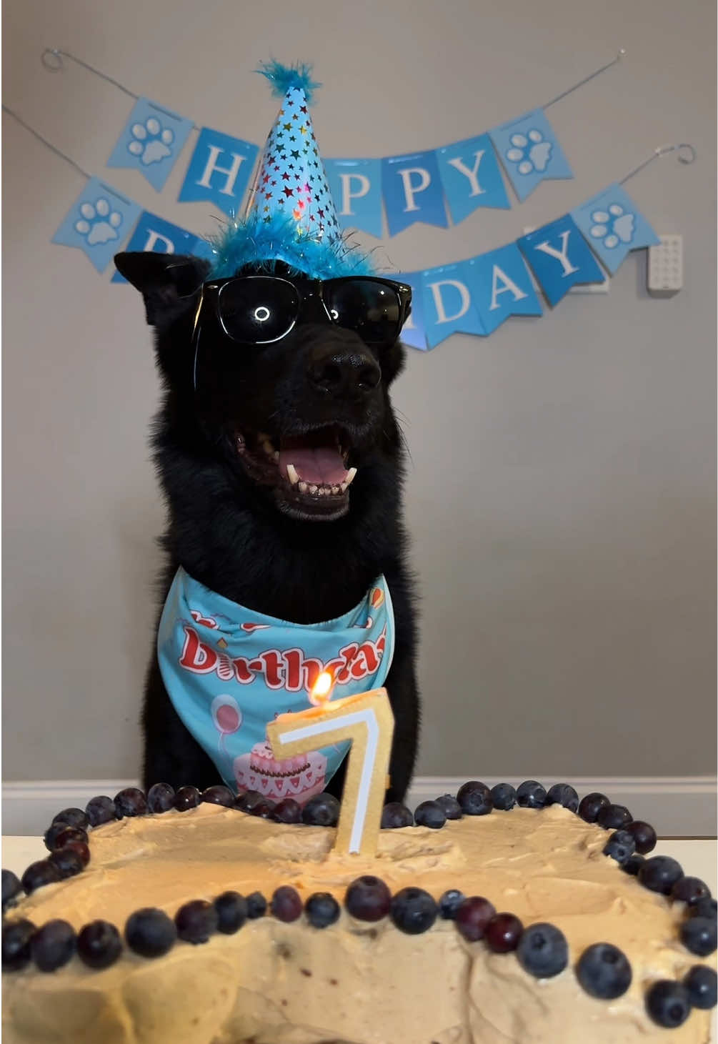 @My Dog’s Dope