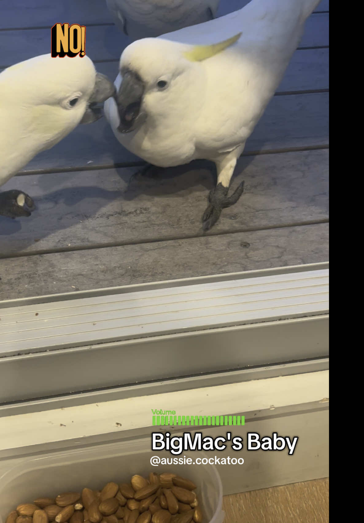 @aussie.cockatoo