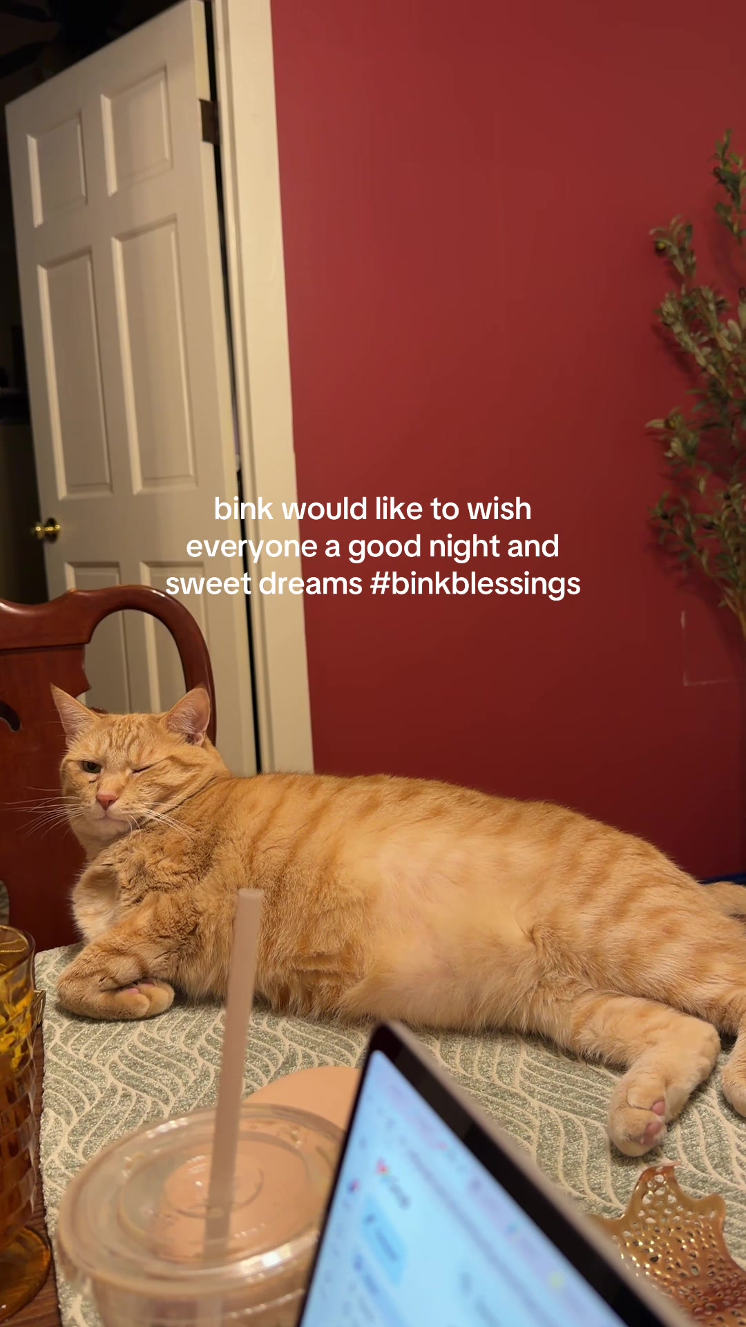 @bink the big orange cat