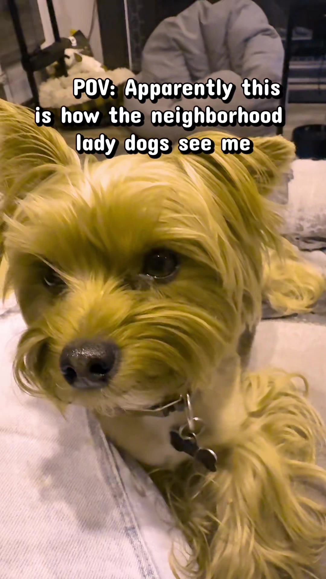 @newyorkiebymilo