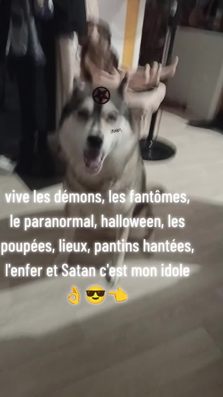 @dog et demon ➕😈 de lenfer ➕👻