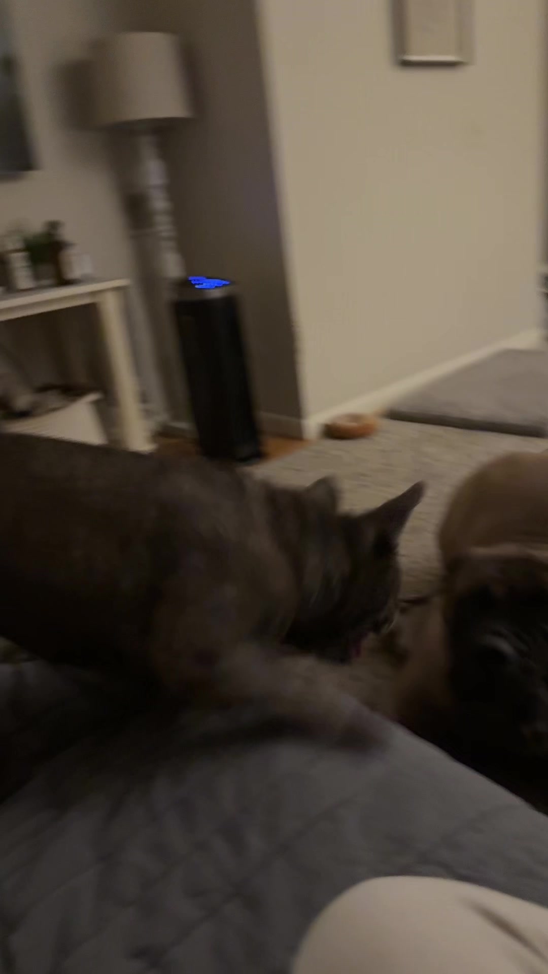 @🐾BullMastiff Mom 🐾💜