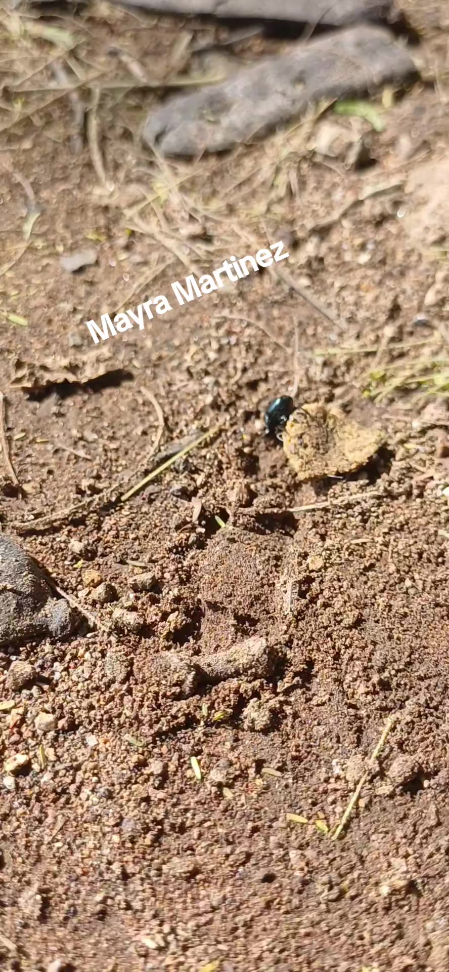 @Mayra Martinez