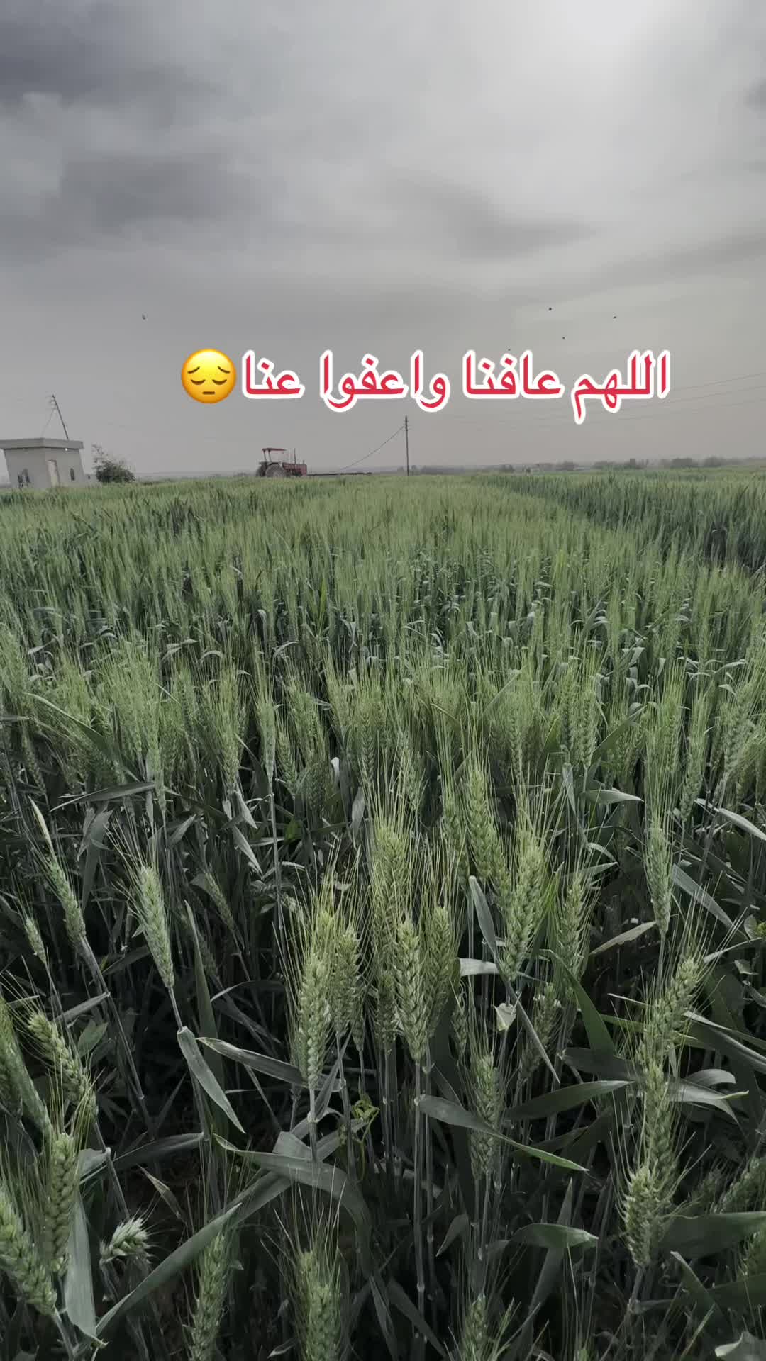 @محمد محجوب السطم