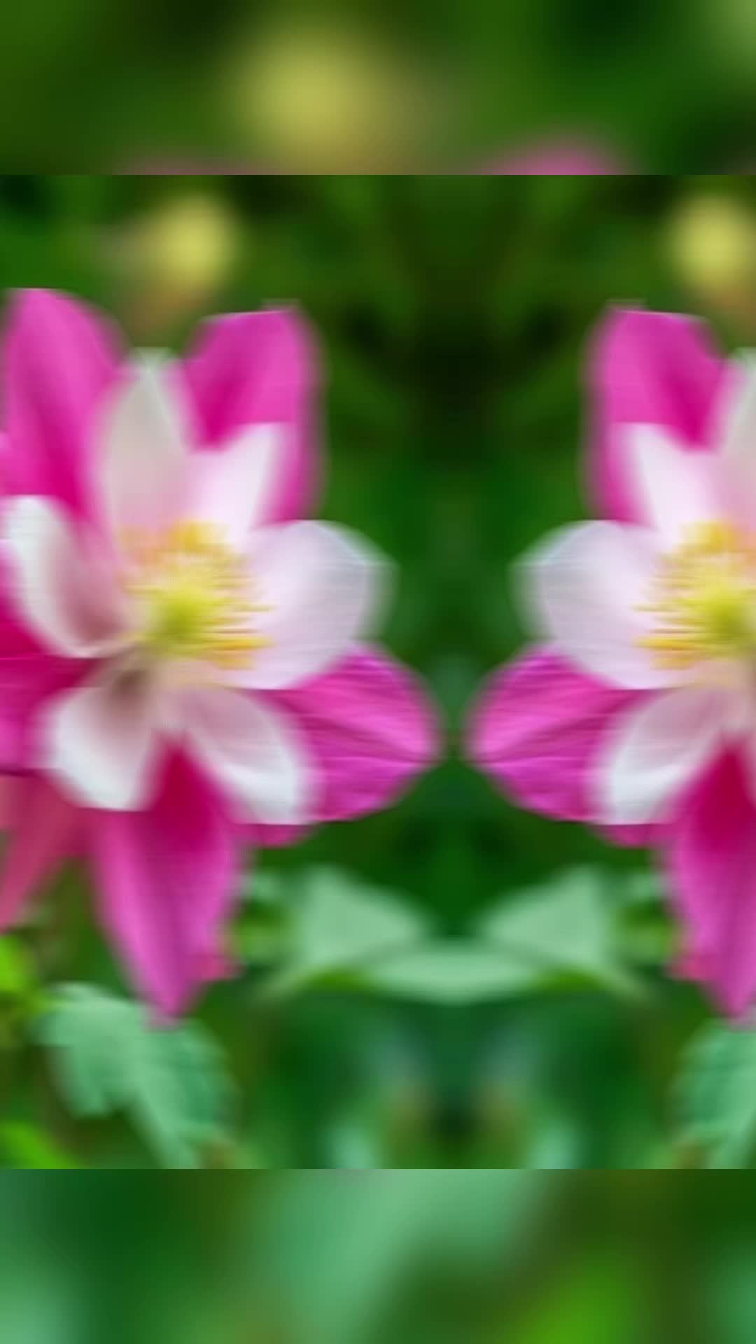 @🥀🥀রাইসা জাহান 🥀🥀