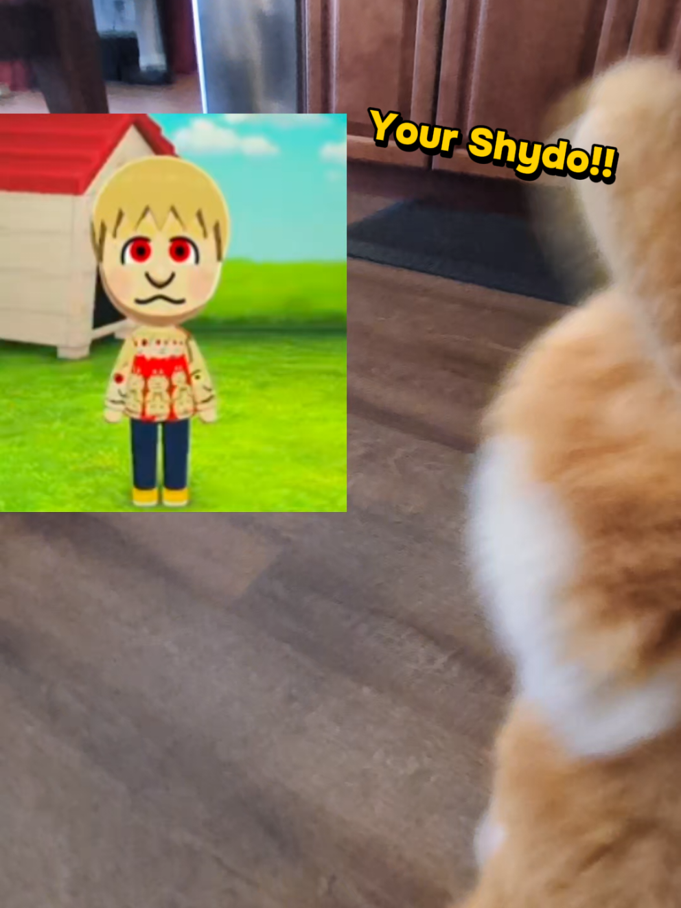 @shydoshiba