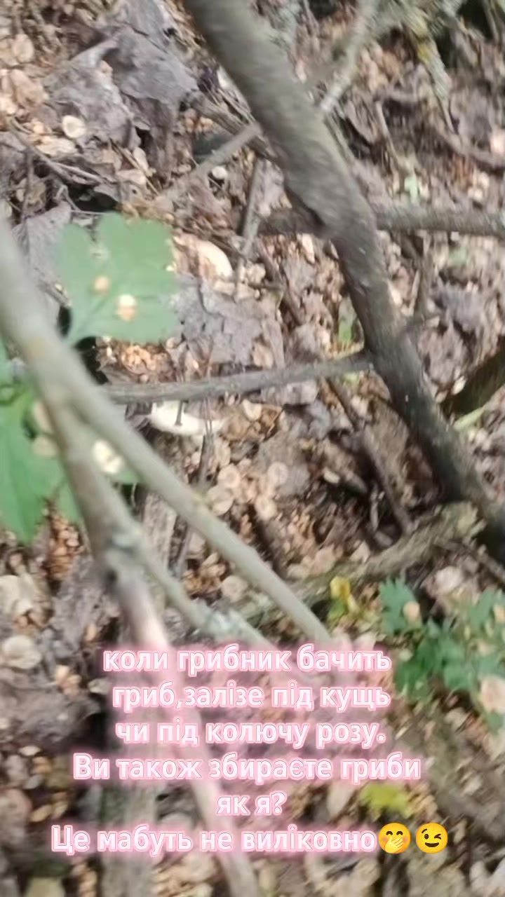 @Леся Нестерук