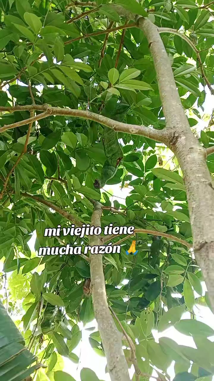 @merss