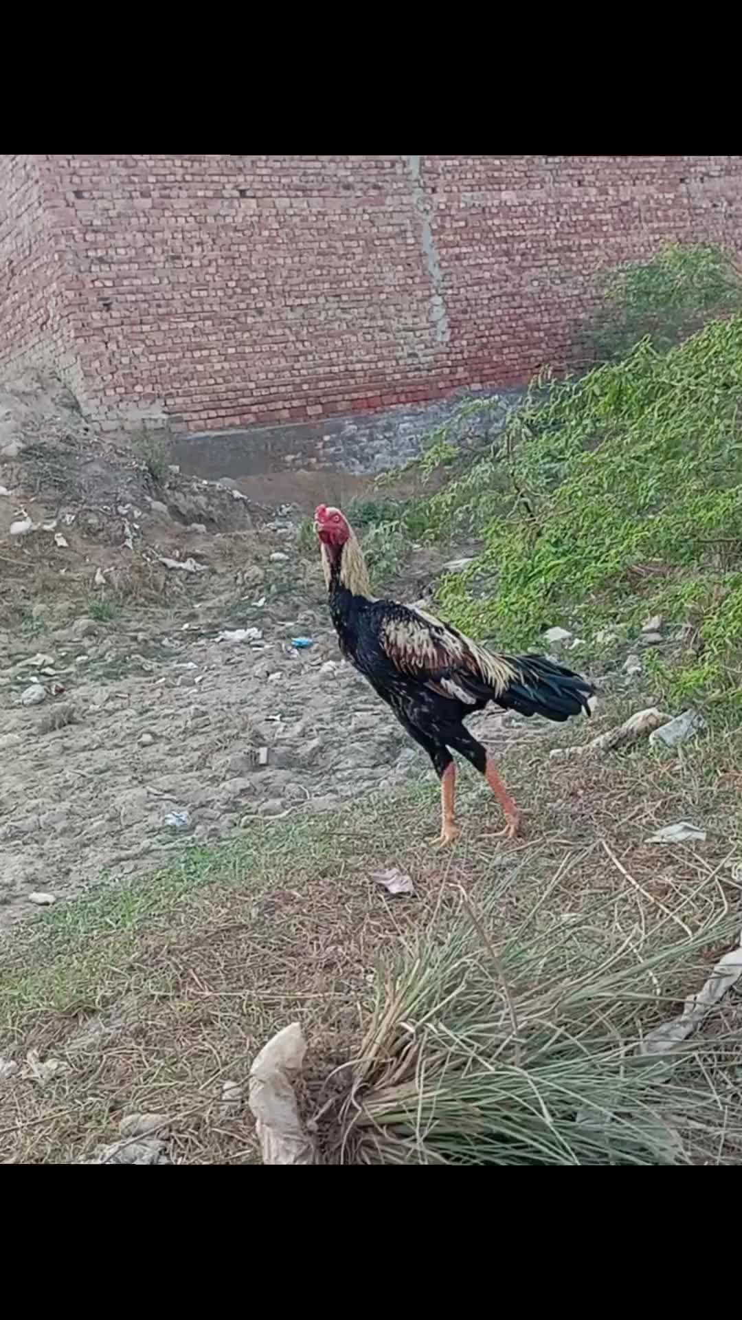 @🏴&zwj;☠️GUJJARگورسی🏴&zwj;☠️