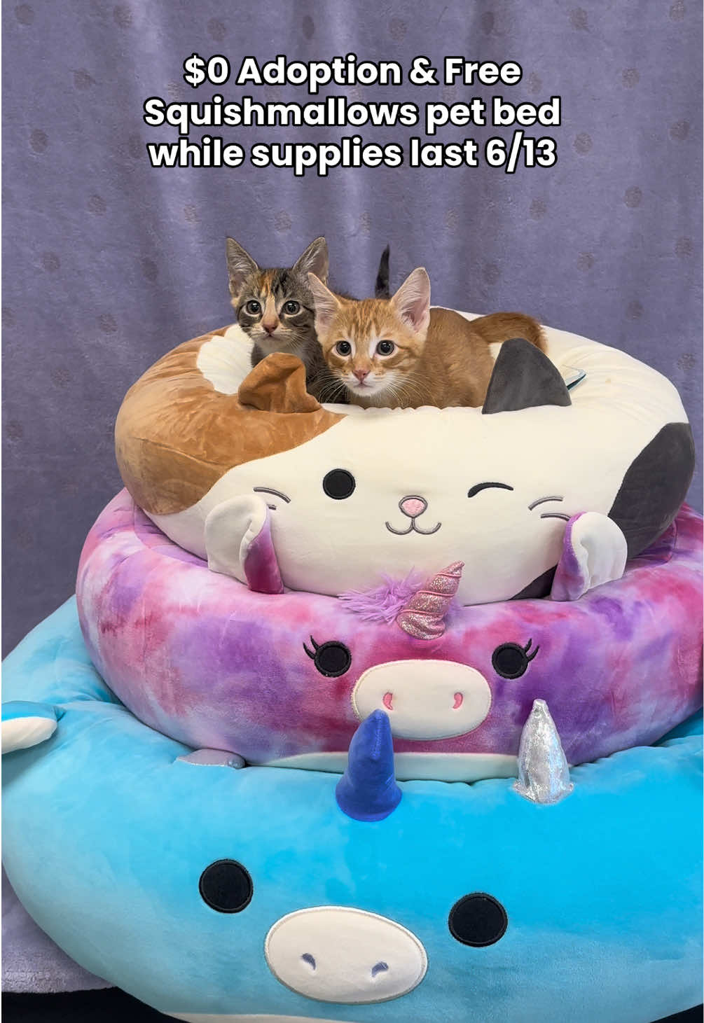 @Peggy Adams Animal Rescue