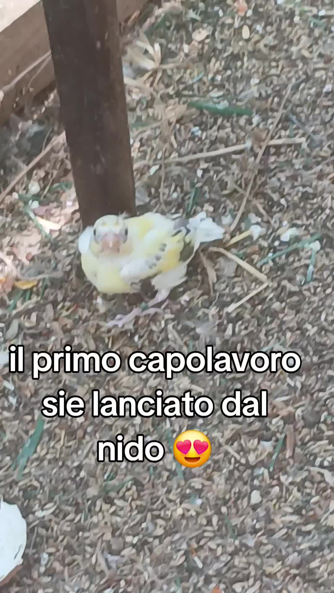 @Leonardo Dellacorte