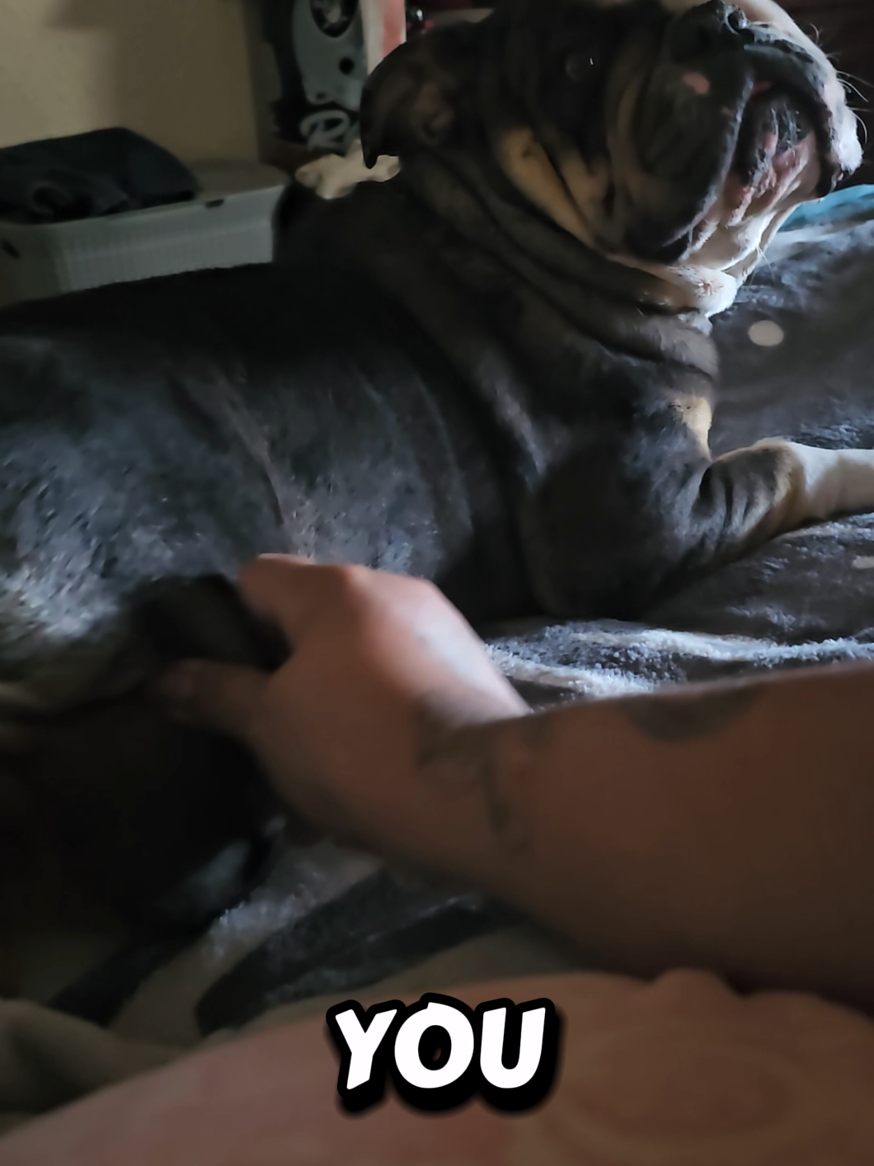 @Sonia&Rosieroo&hearts;️🐾
