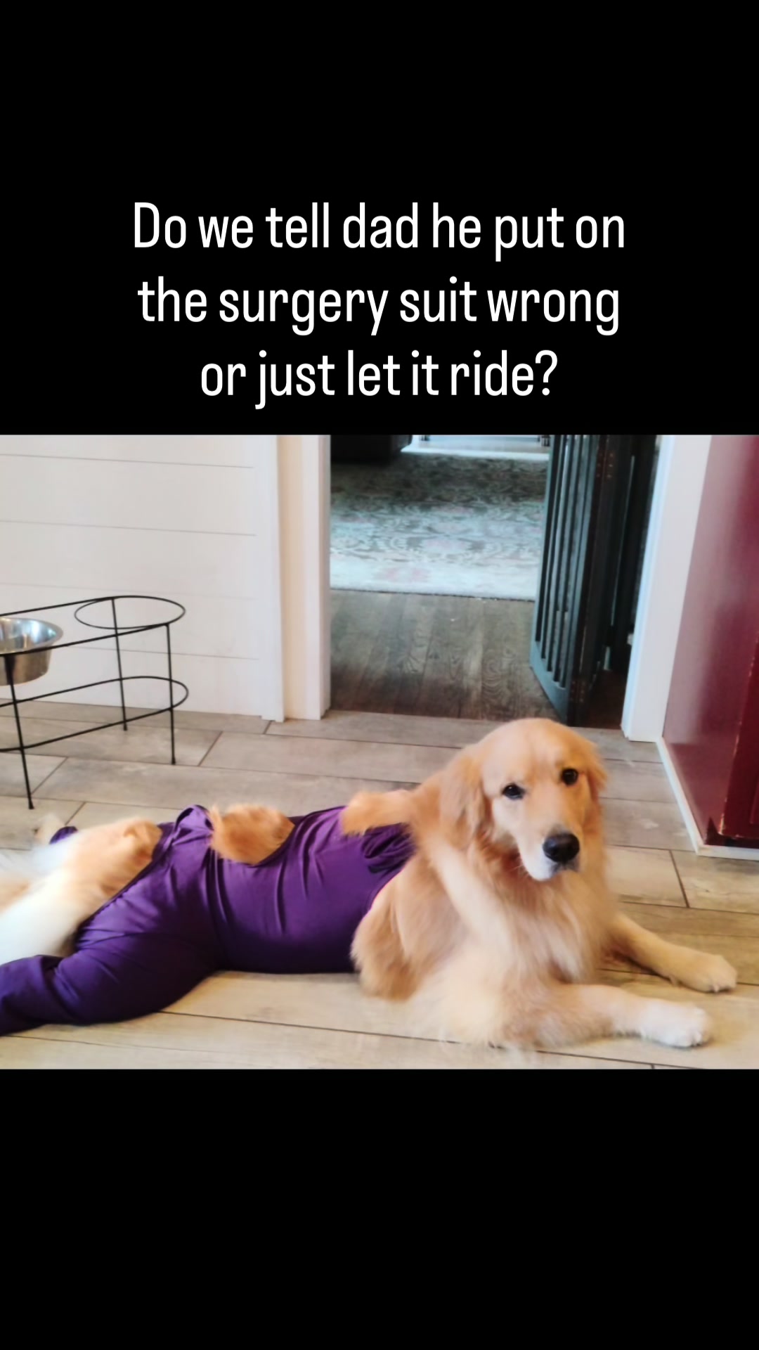 @DogMomisms