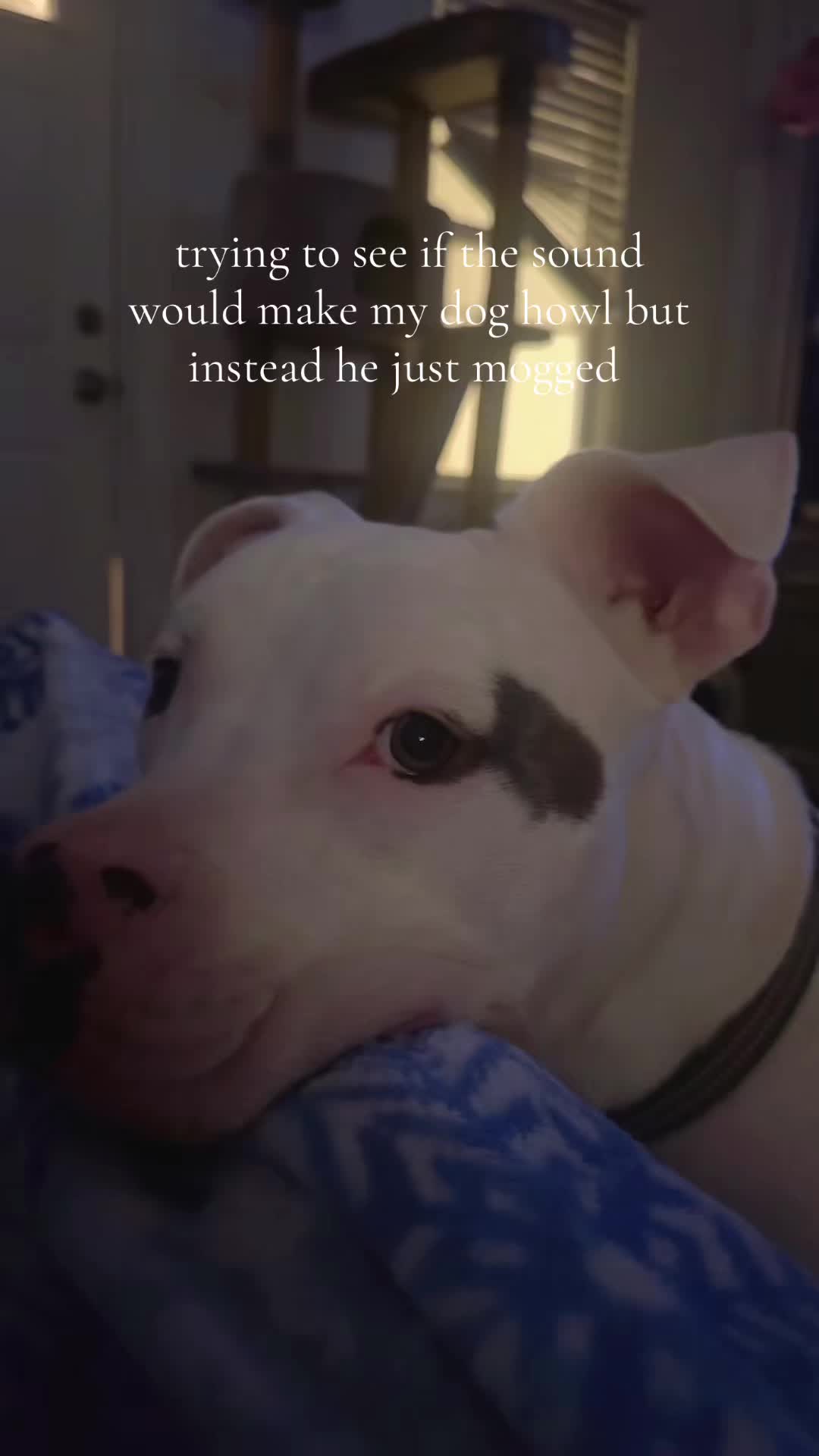 @sadxaddie