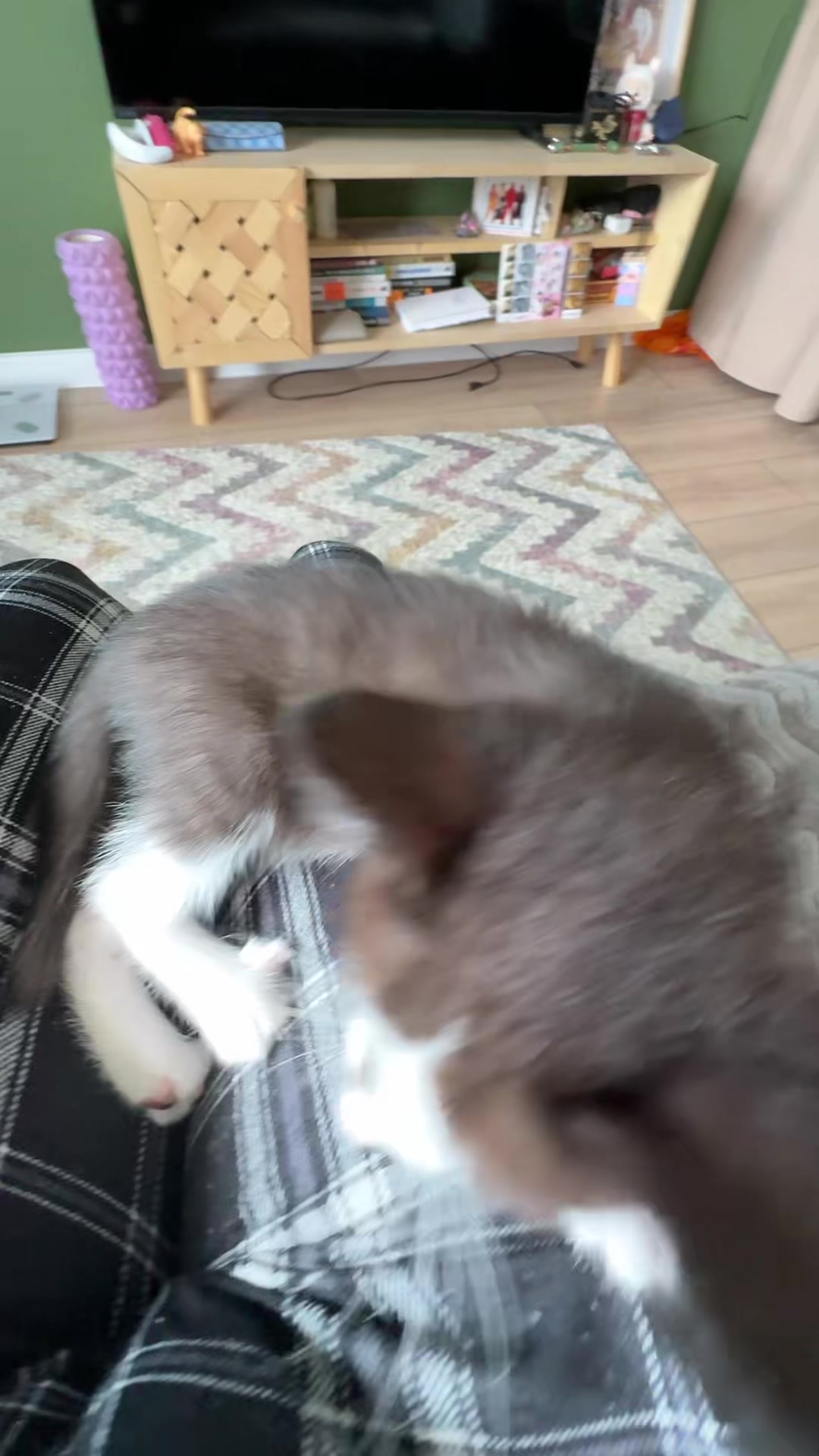 @Lilo the kitty
