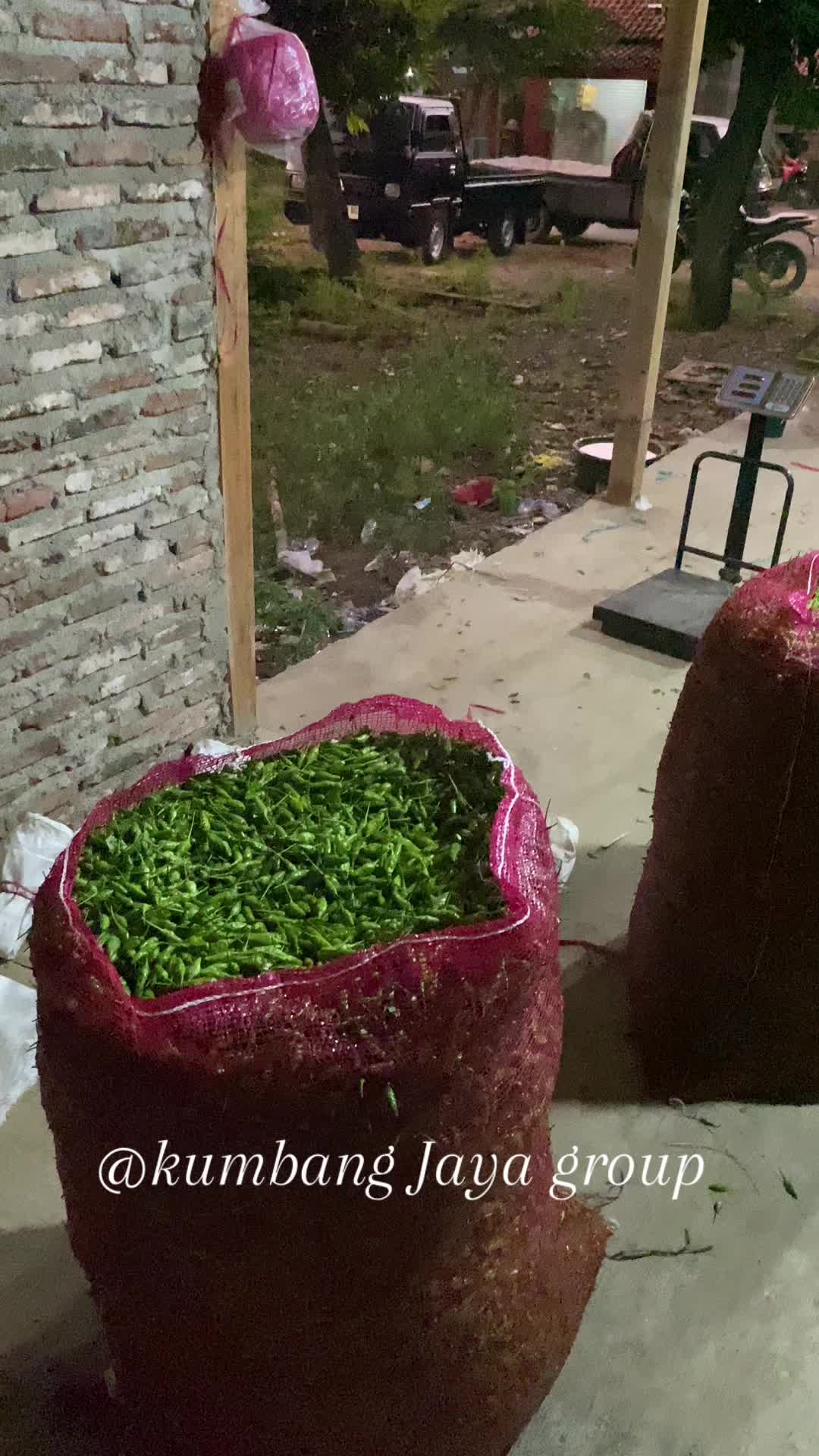 @Bujang Rawit 🌶️