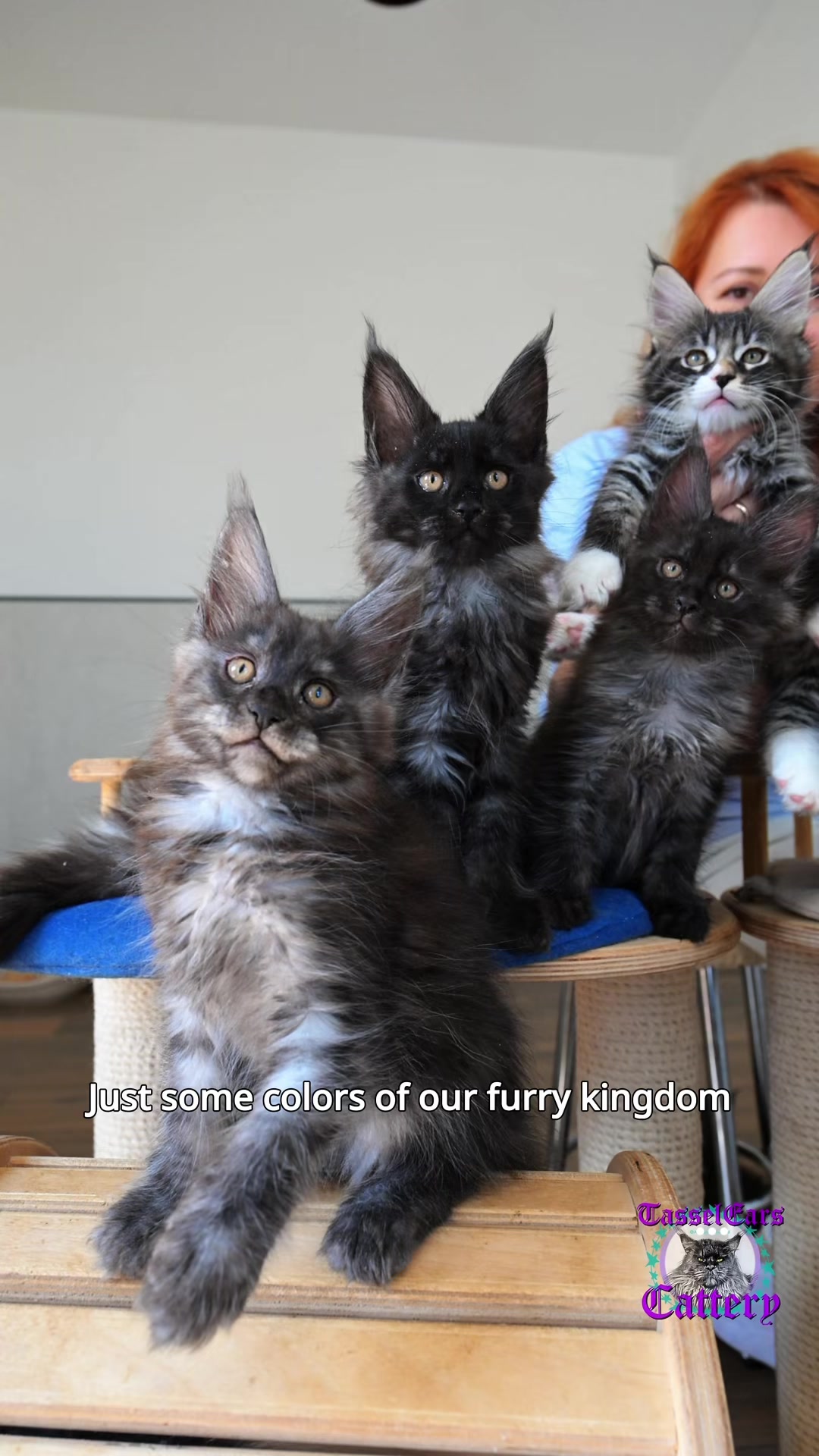 @Tassel Ears Maine Coon Cattery
