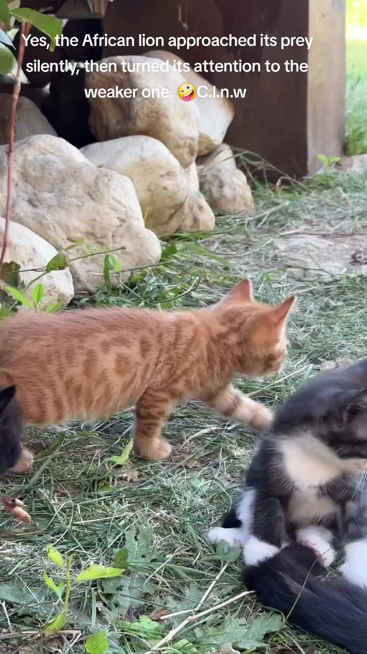 @cat_lover_naturwelt.m.p3