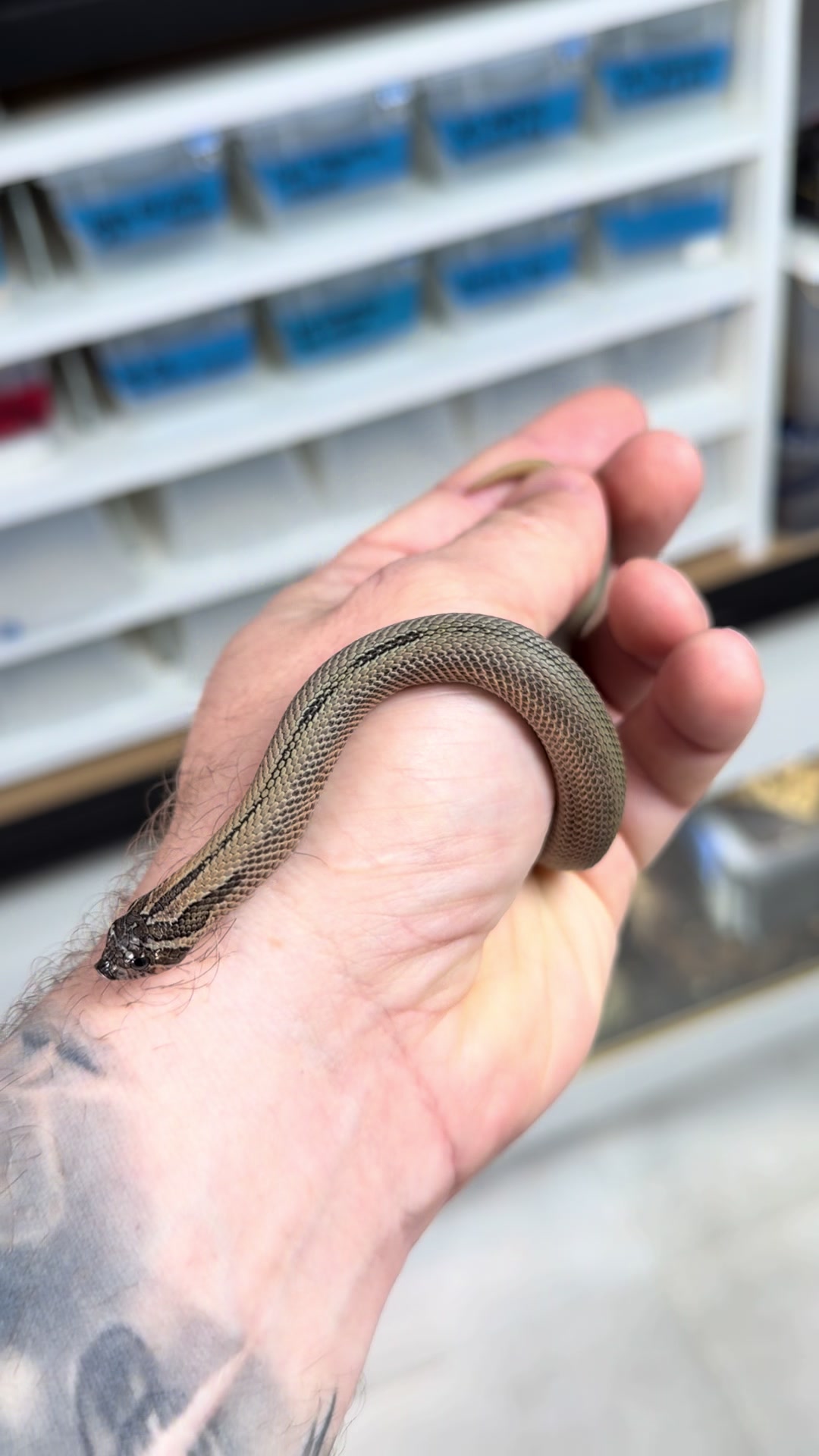 @MasgenReptiles