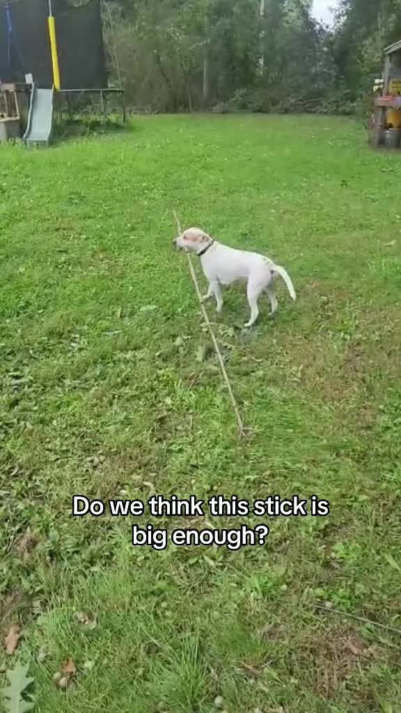 @Sproutie 🐶
