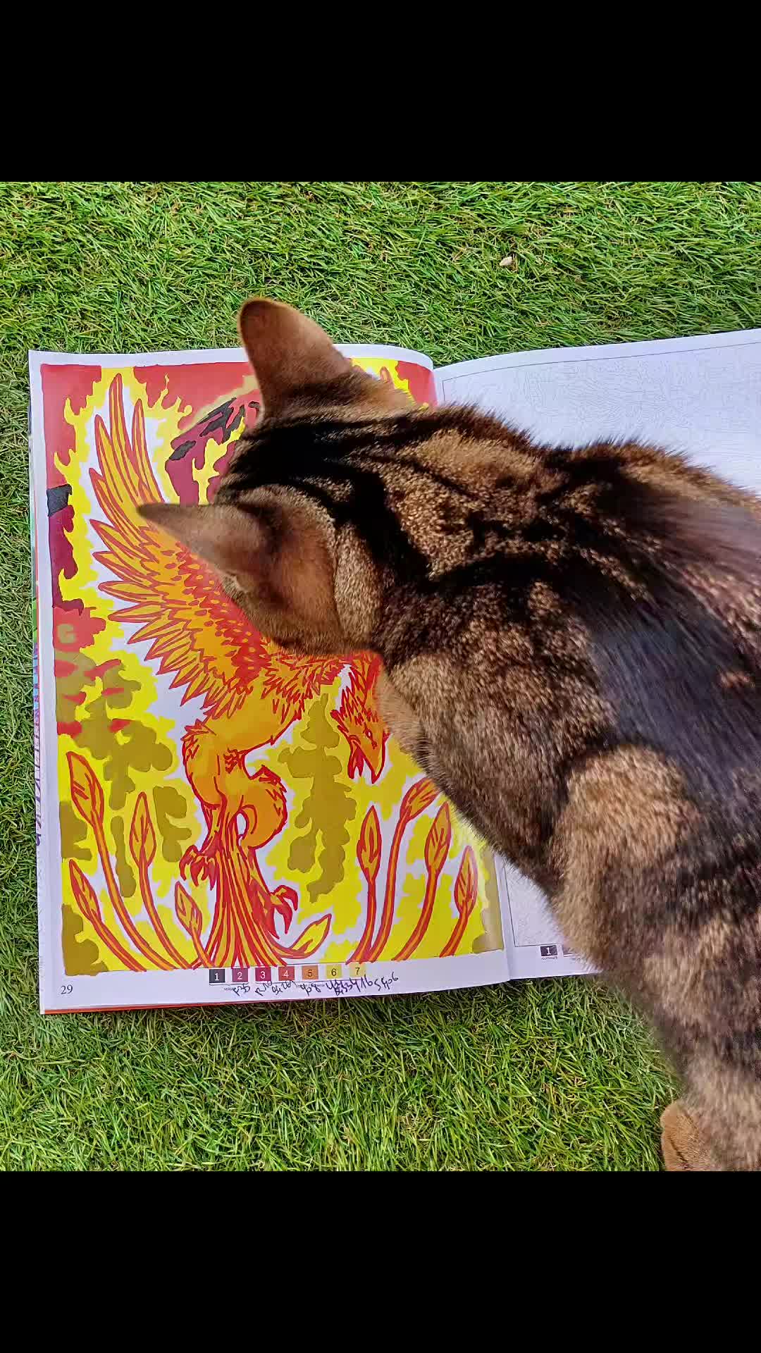 @🌶️ 🐈Cats&Colos 🖍️🌶️