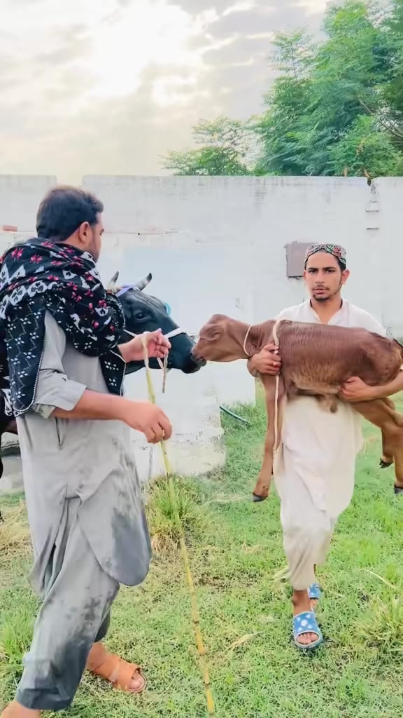 @💖🐄یوسف خان گوندل الہ 💖🐄