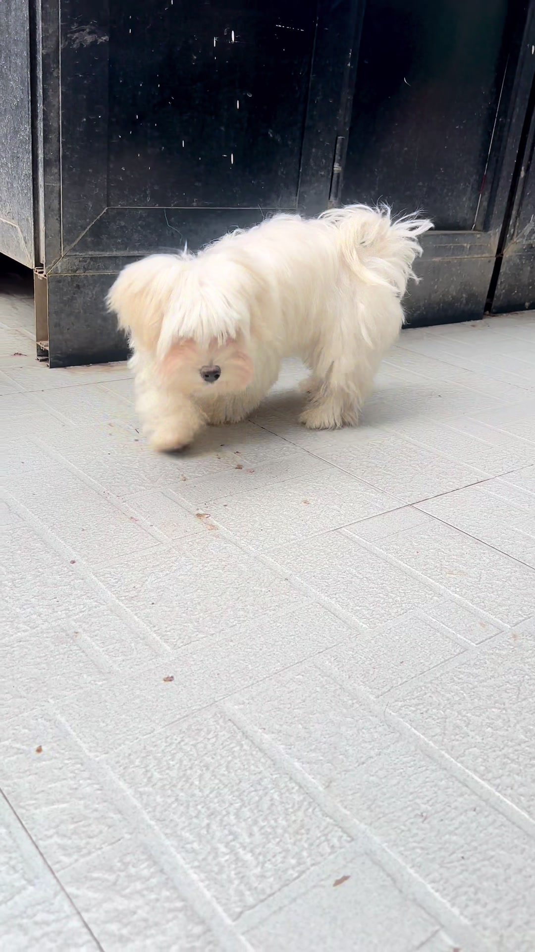 @KENNEL+๐พ