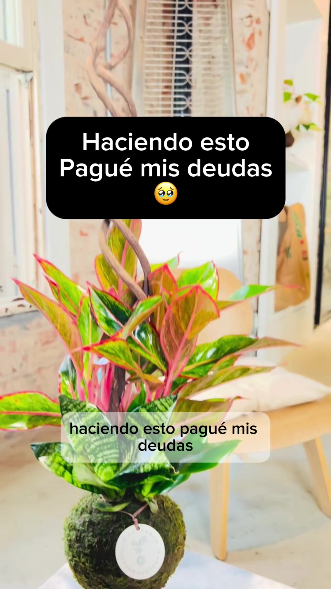 @Escuela de Kokedamas✅