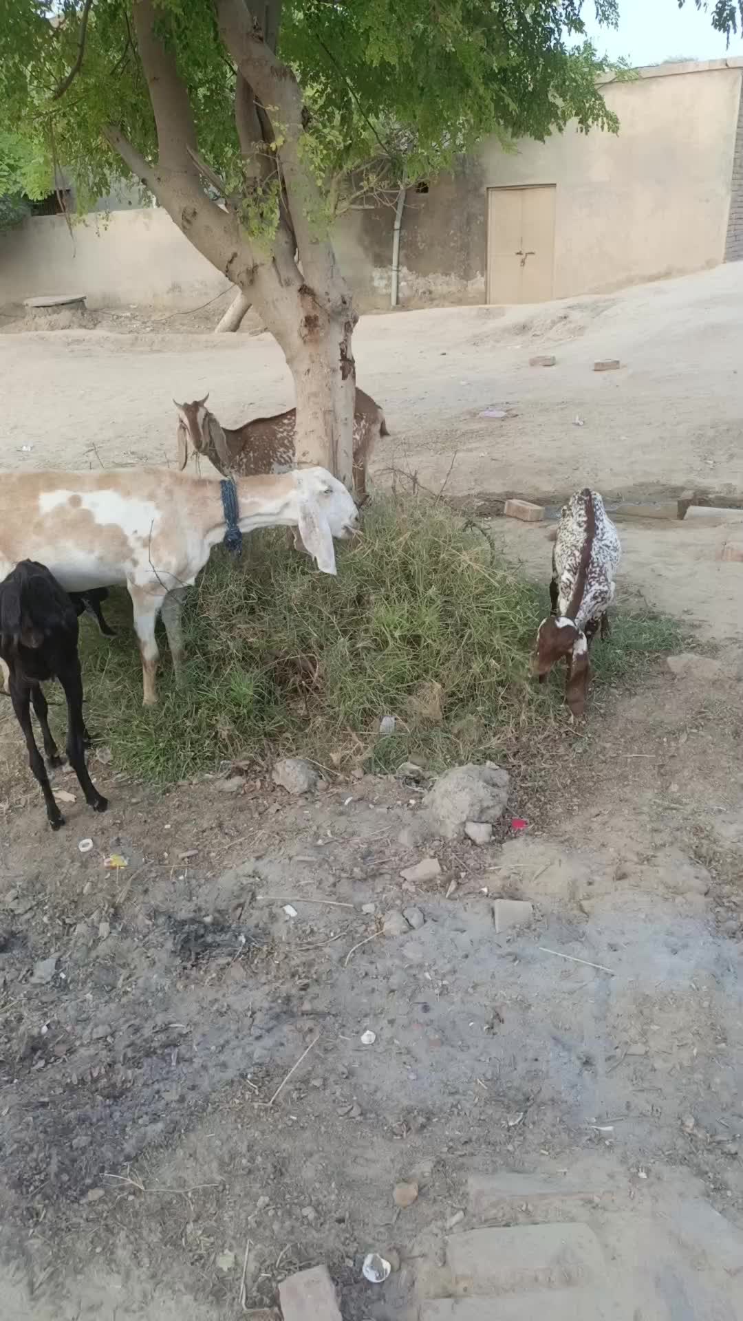 @JUNAID$IDHU