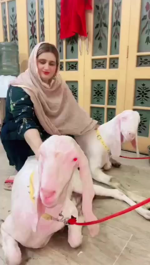 @saima ch