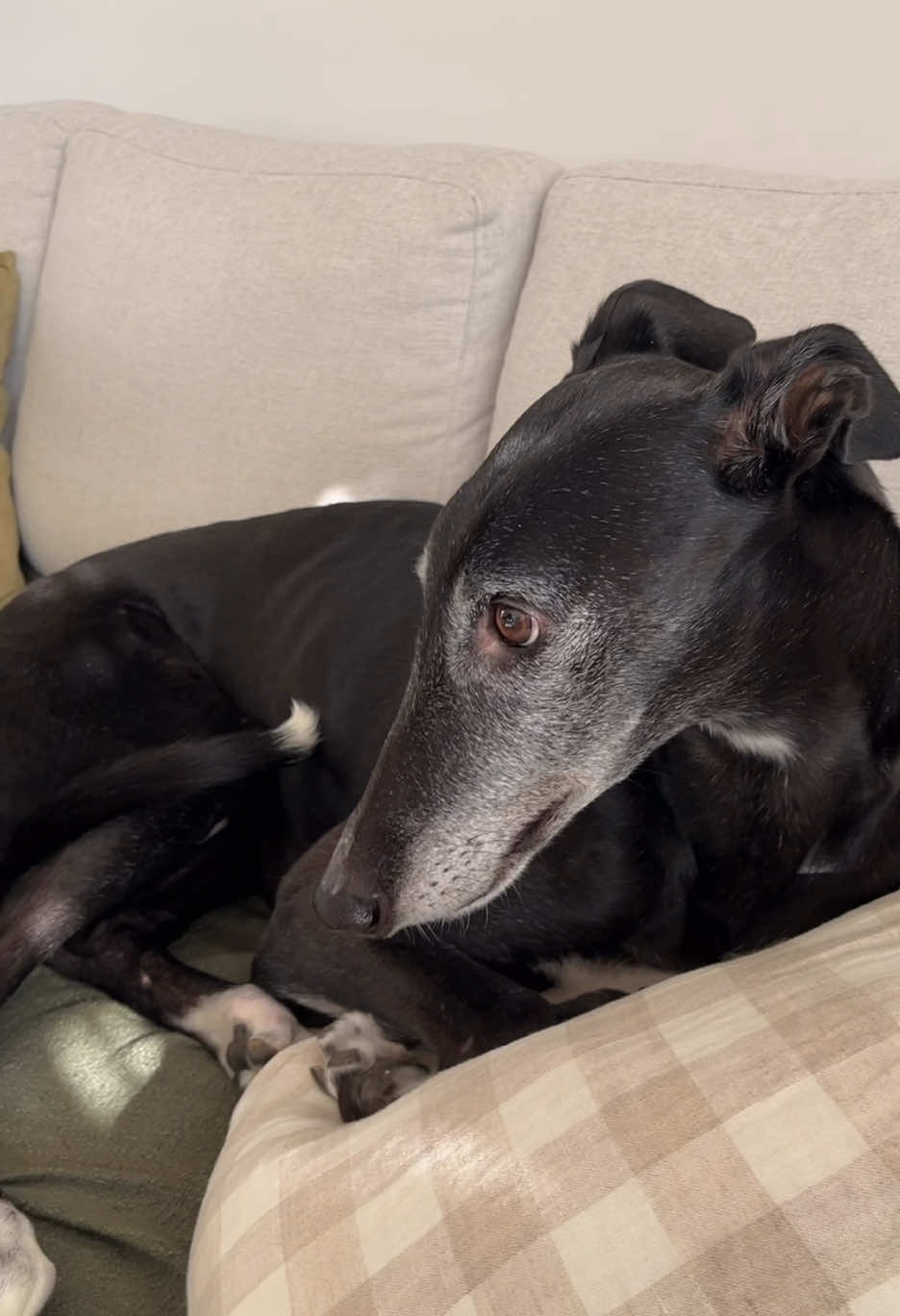 @chilli the greyhound 🌶️