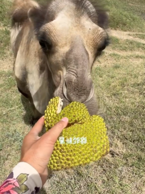 @Gislason Camel