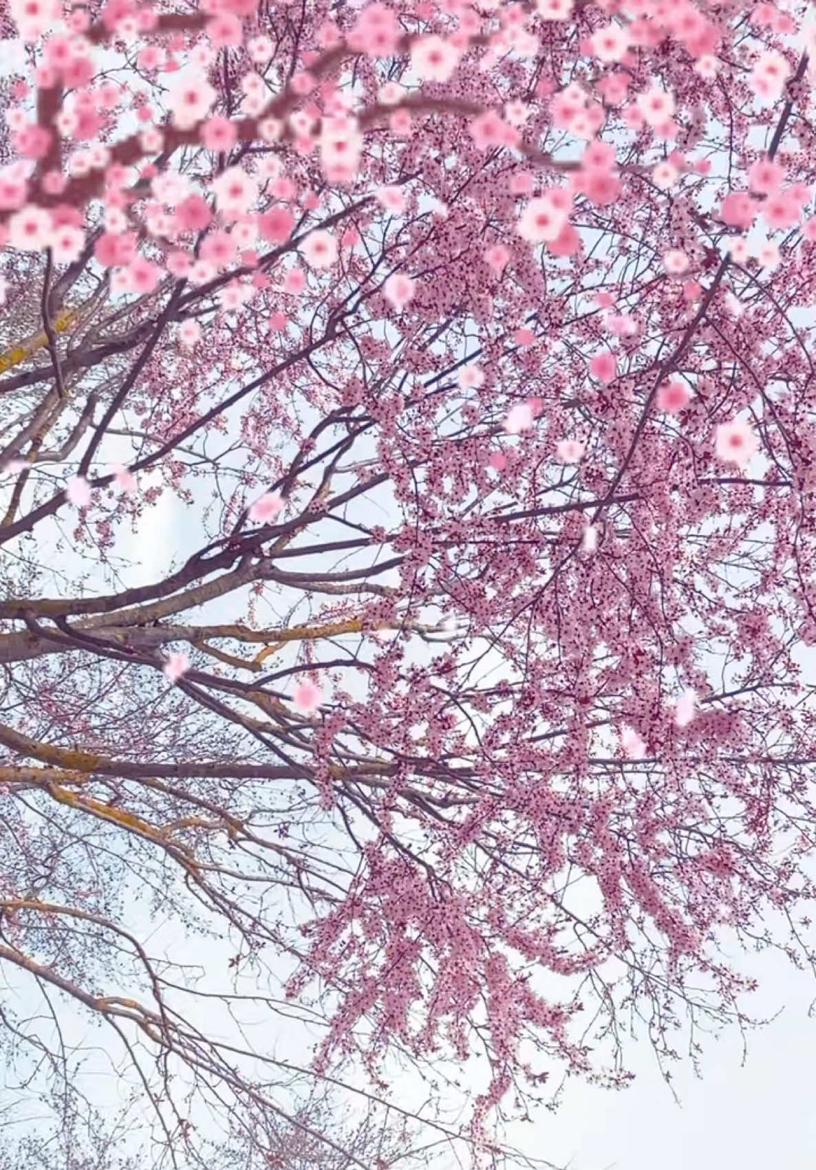 @Ромашка