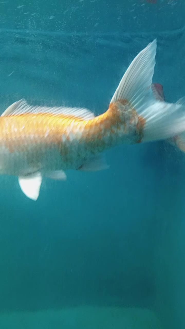 @đ§đŠāĻĒā§āϰāĻŋāϝāĻŧ āĻŦāĻŋāĻā§āϰāĻŽāĻĒā§āϰ, đ§đŠ